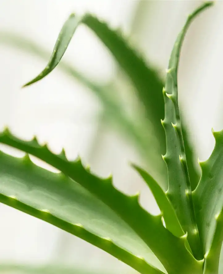 Aloe Vera Extract