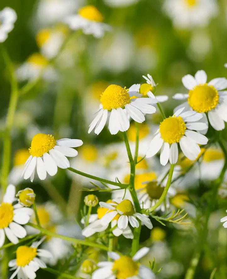 Chamomile Extract