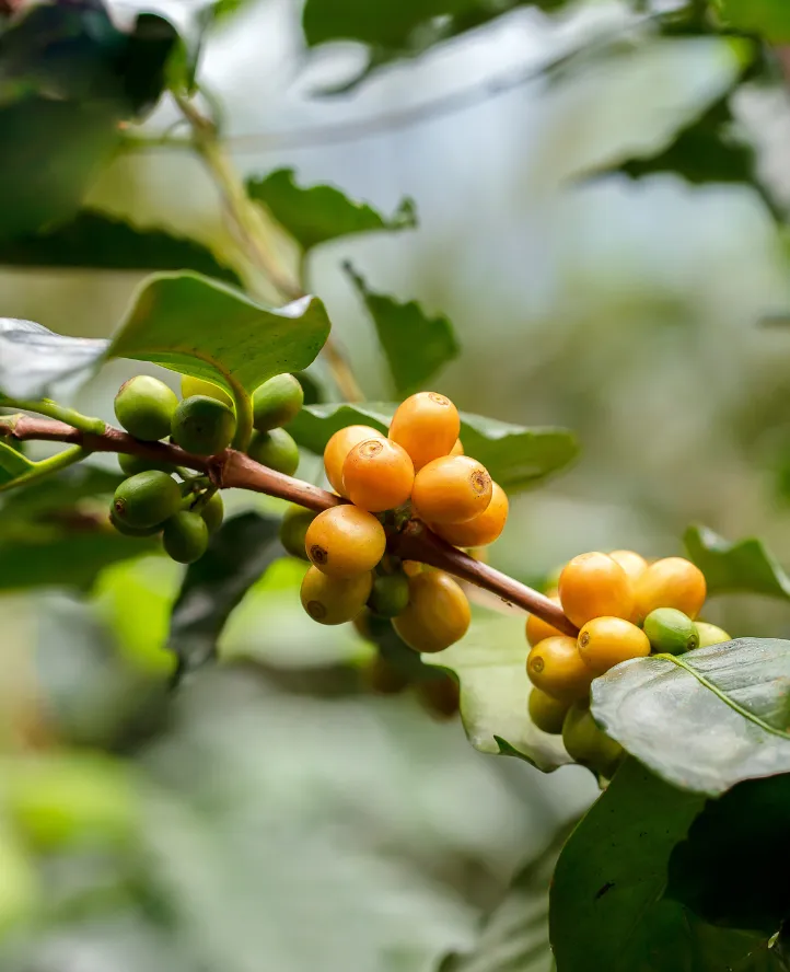 Coffee Plant and Raspberry Stem Cell Extract