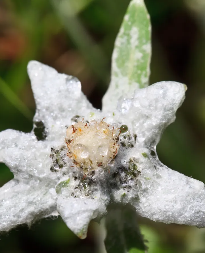 Organic Swiss Alps Edelweiss Flower Extract