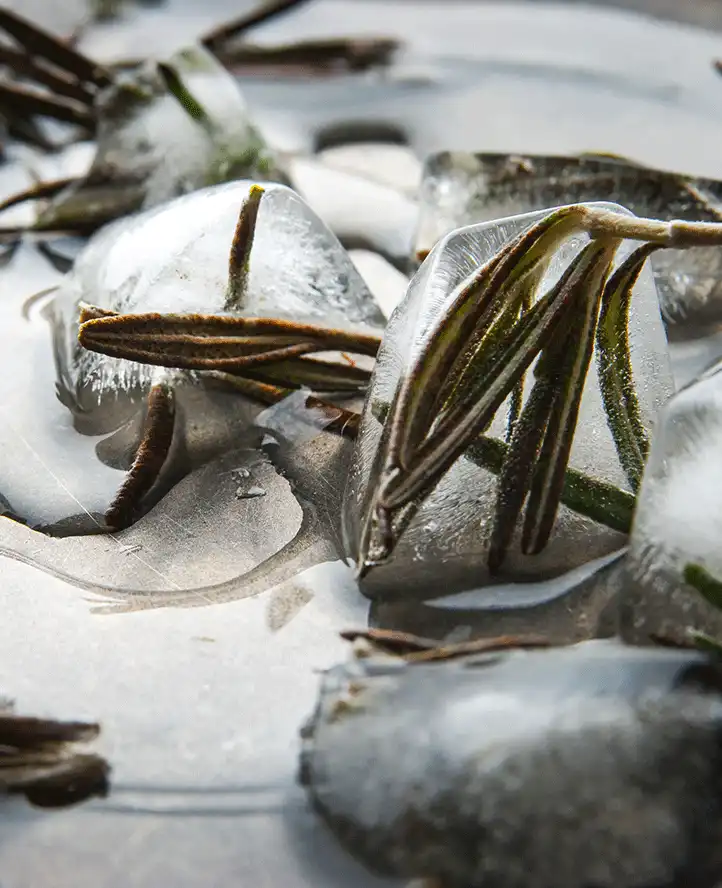 Fermented Ice Plant