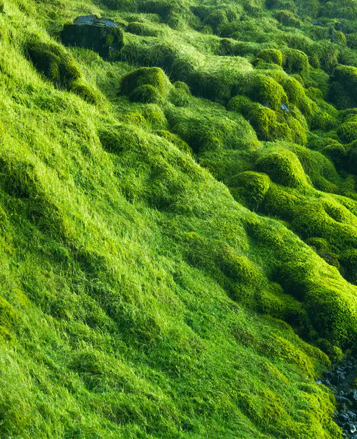 Iceland Moss