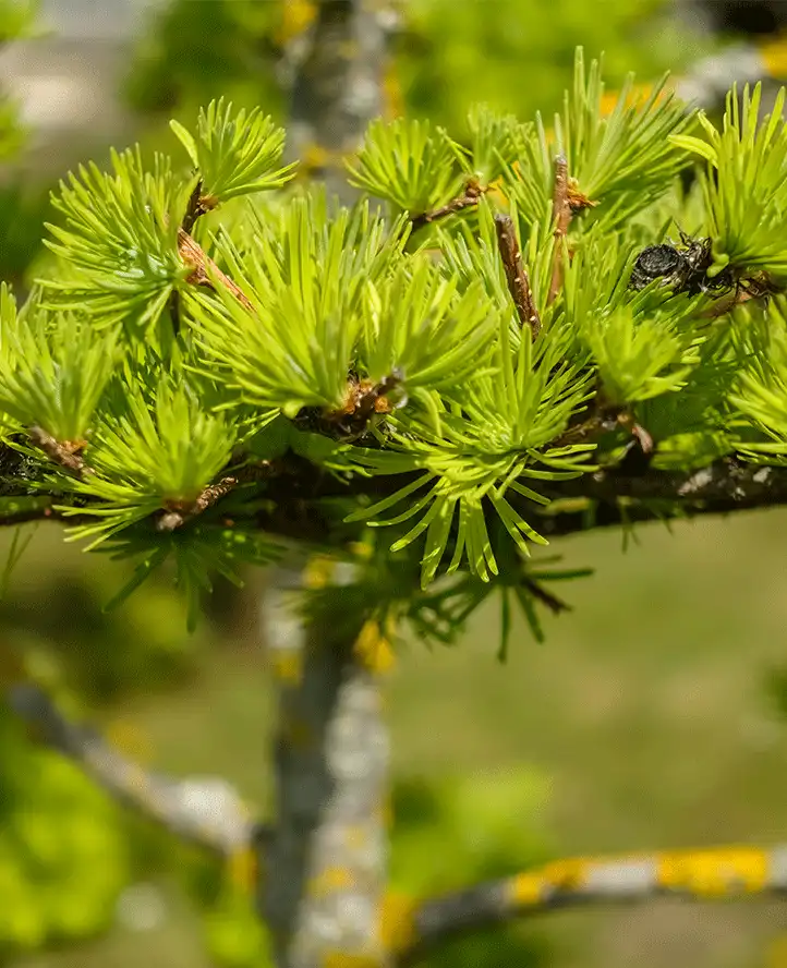 Larch Extract