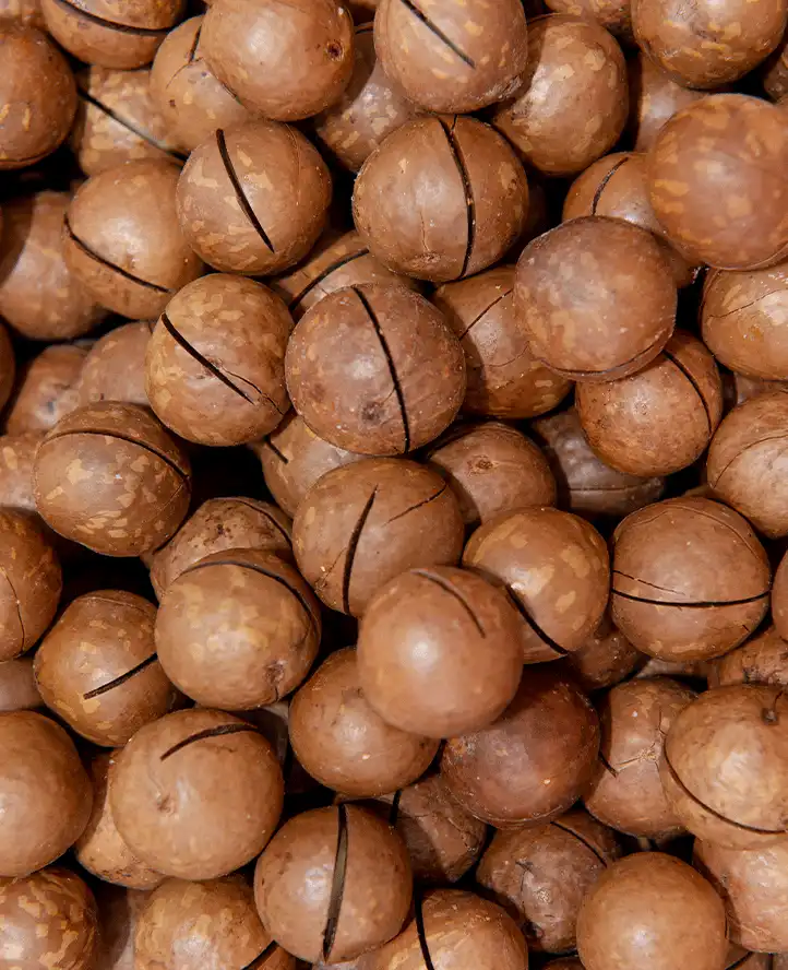 Macadamia Ternifolia Seed Oil