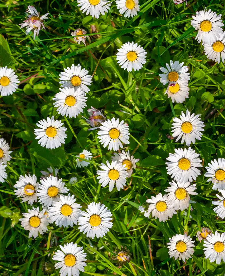 Sea Mayweed