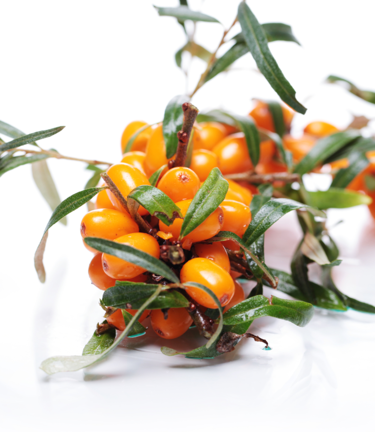 Sea Buckthorn Seed Oil