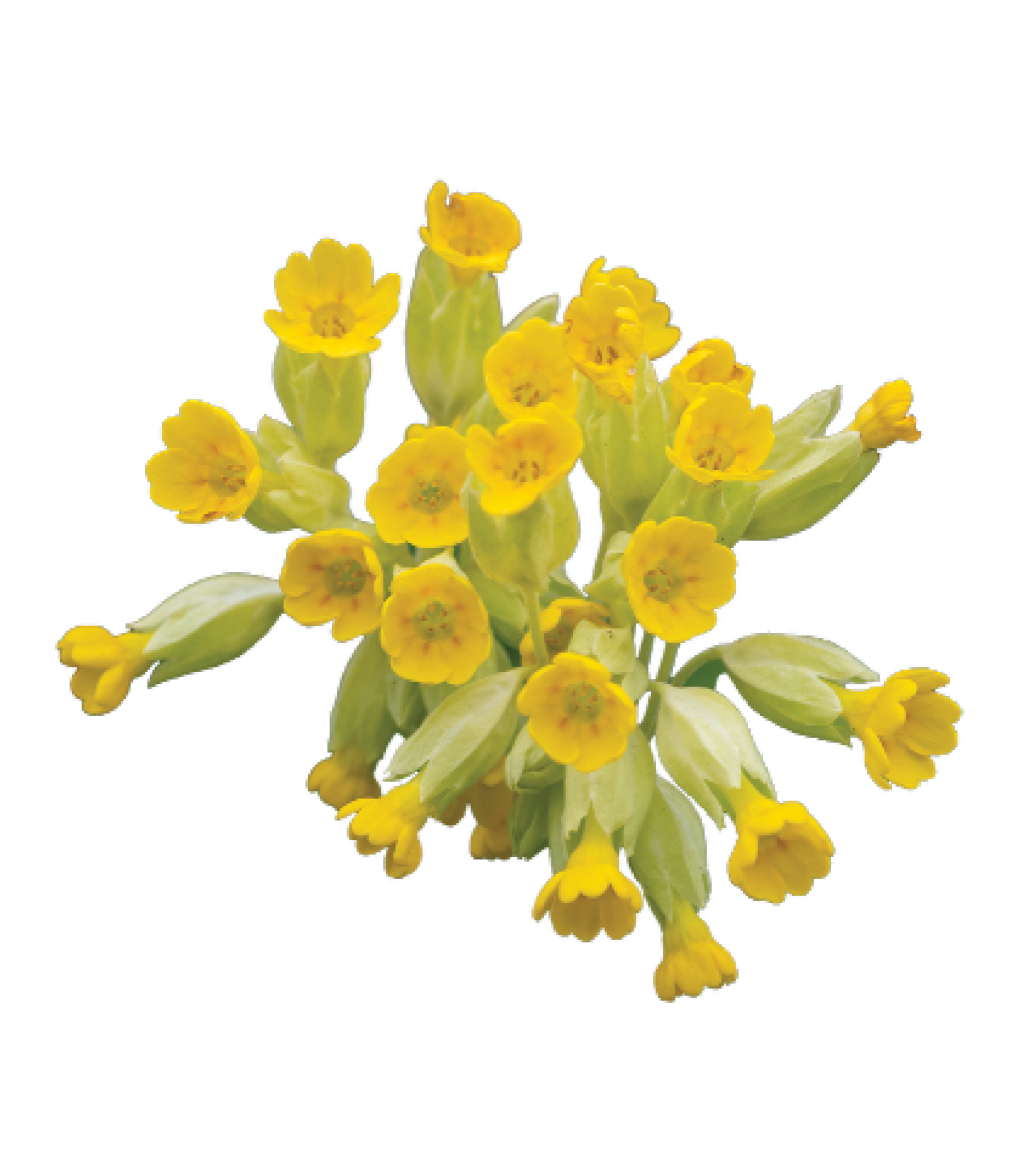 Cowslip