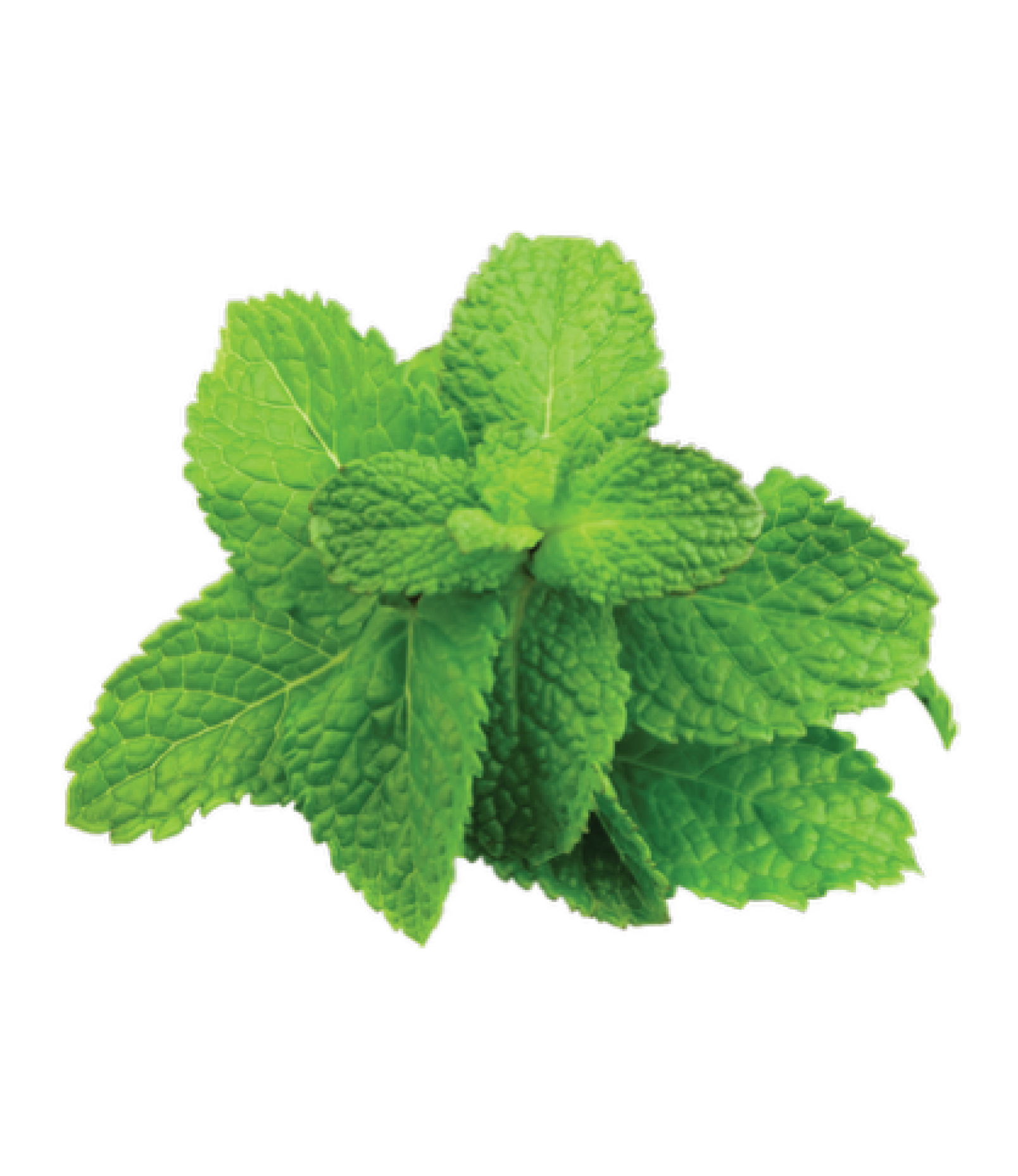 Peppermint Leaf