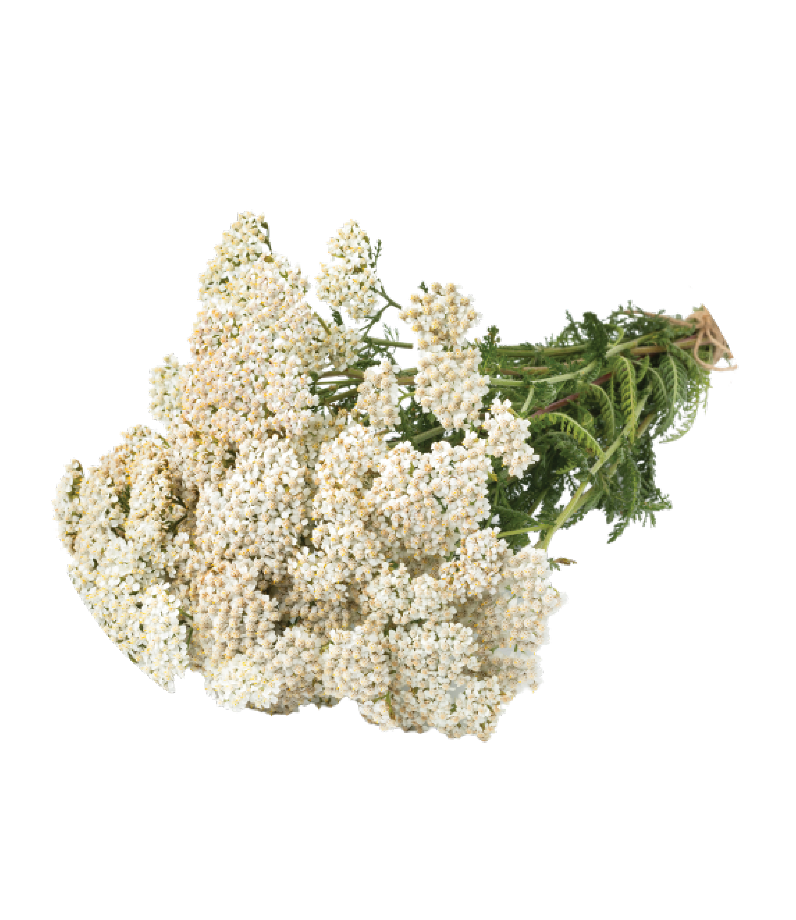 Yarrow